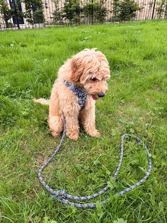 Alfie